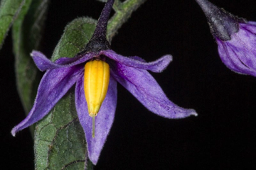 Solanum dulcamara - UT